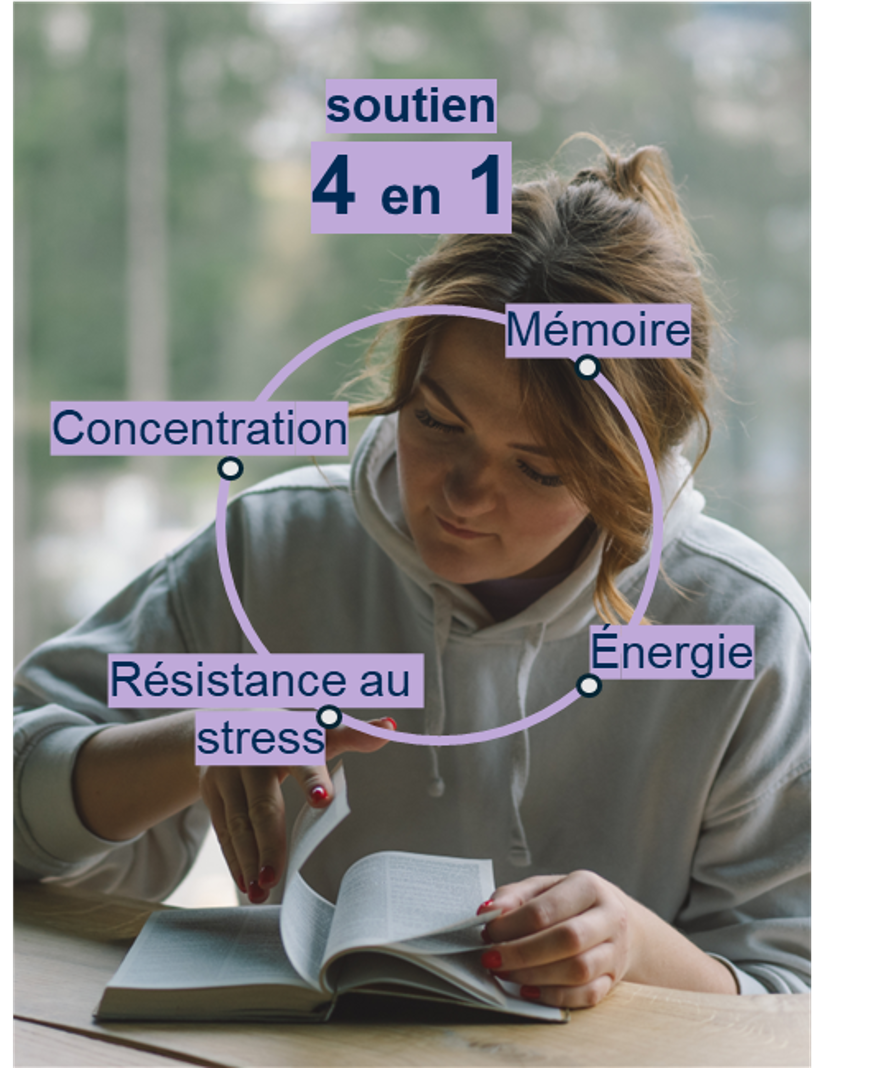 4 axes de soutien pour les étudiants : concentration, mémoire, résistance au stress et énergie
